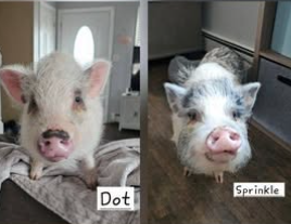 Meet Gilbert the Pig